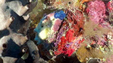 a big shellfish thorny oyster opens it's mouth on coral reef