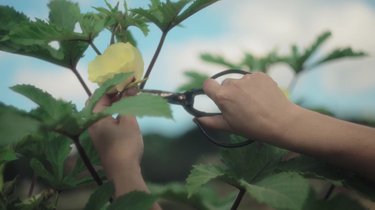 Gardener cutting yellow flower
