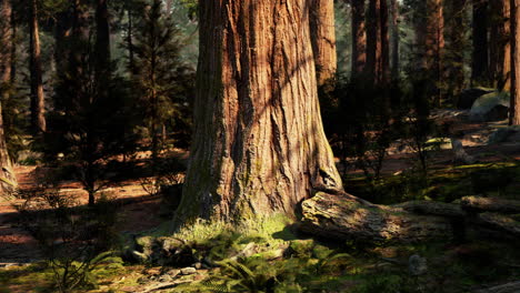 majestuoso bosque de sequoias a la luz del sol