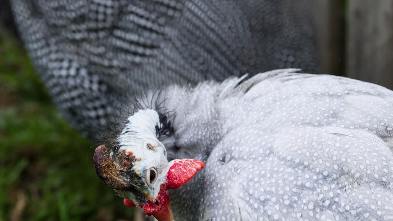 A detailed view of two guineafowl engaging in mutual preening, showcasing their intricate feather patterns.