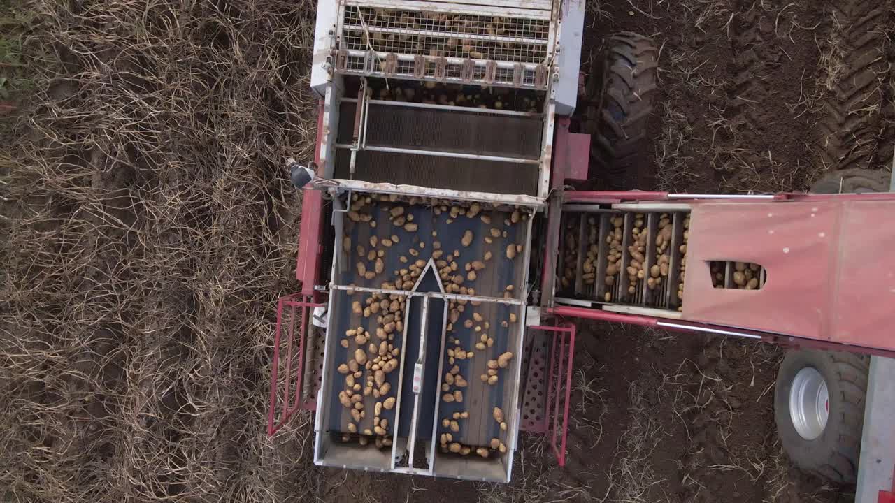 Potatoes travelling on conveyor belt