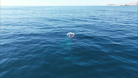 las ballenas jorobadas aparecen fuera de las aguas tranquilas.