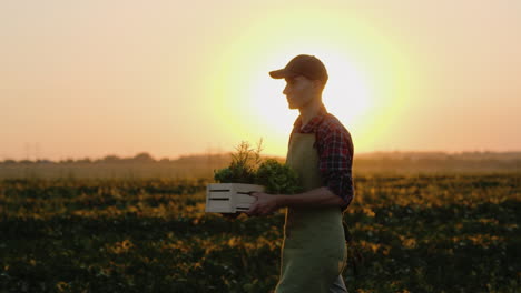 a man is a farmer walking in his own field carrying a box of vegetables and greens 4k video