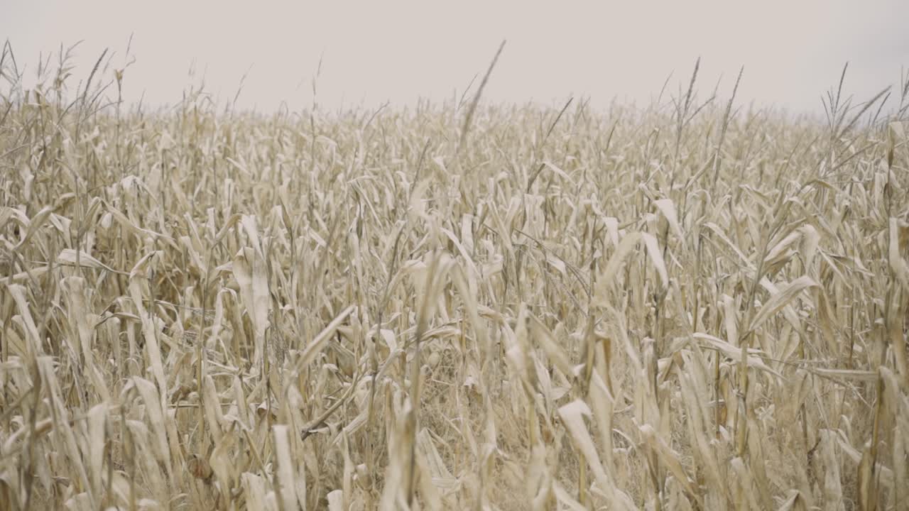 paisaje de campo de maíz agrícola seco antes de la cosecha debido a la sequía