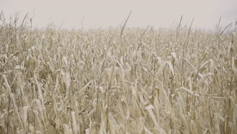 Paisaje-De-Campo-De-Maíz-Agrícola-Seco-Antes-De-La-Cosecha-Debido-A-La-Sequía