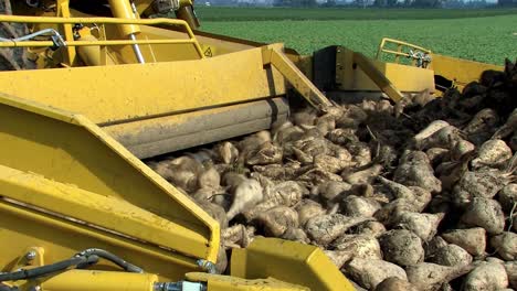 closeup of loading of pile of sugar beets after harvest near straubing in bavaria, germany