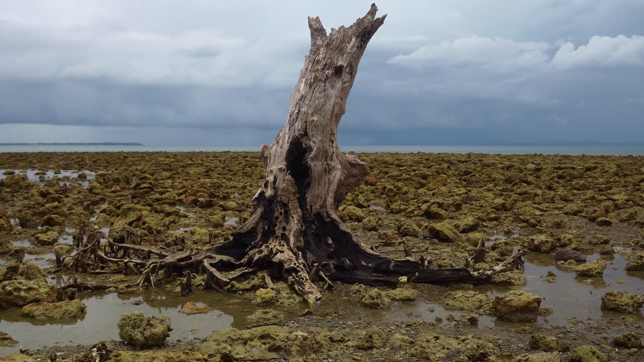 A fixed shot of a weathered hollow tree stump on rocky tidal ground at low tide, surrounded by shallow pools under a dark cloudy sky, evoking decay near Mauban Port, Quezon Province Philippines