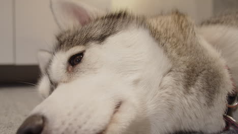 the siberian husky lying down near the door on hot summer day