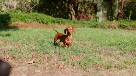 A red dachshund joyfully stands on lush green grass in a backyard, wagging her tail with excitement. The dog’s vibrant coat contrasts beautifully with the greenery.