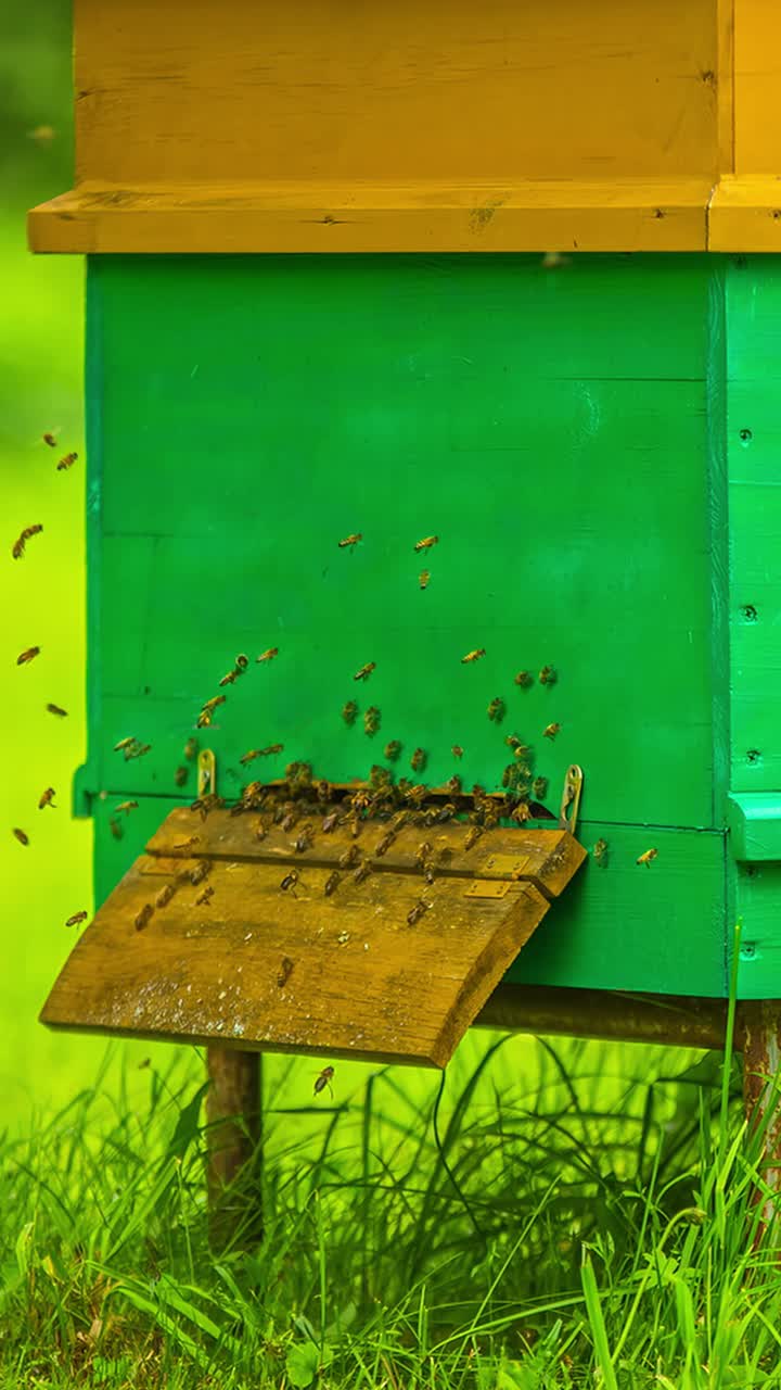 Timelapse of bees flying in and out of wooden hive box in active pollination scene, static, vertical