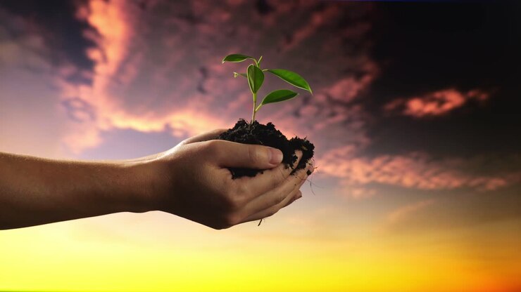 близко к черной грязи грязь с деревом прорастает в руках фермера в вечернем небе на заднем плане