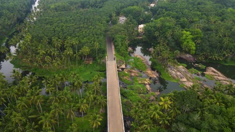 imersiva toma aérea de un dron del verde bosque de kerala, con un río que fluye rodeado de cocoteros.