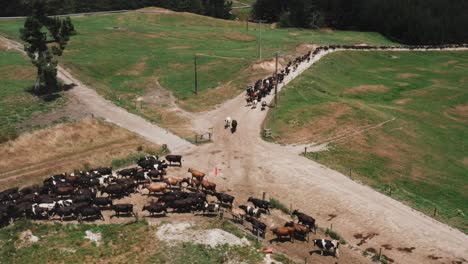 two herds of cows at dirt path crossroads on large ranch, aerial