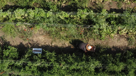 Granjeros-Recogiendo-Tomates-Orgánicos-Y-Metiéndolos-En-Una-Caja,-Tiro-Aéreo-De-Arriba-Hacia-Abajo