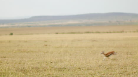 Un-Par-De-Gacelas-De-Thomson-Corren-Por-Las-Llanuras-Del-Serengeti