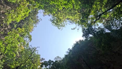 skyward view through trees, changing light