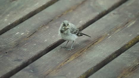 un primer plano de un pájaro wagtail alimentándose y caminando por el suelo de madera