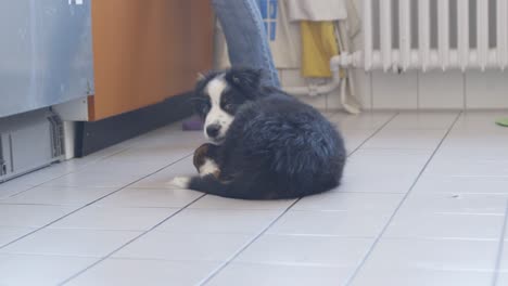 piccolo cucciolo sdraiato sul pavimento di una cucina