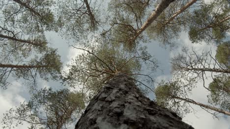 Tree-in-a-forest-of-sweden,-filmed-from-below