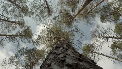árbol en un bosque de suecia, filmado desde abajo