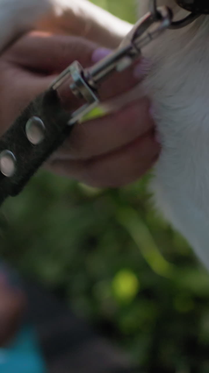 Preparing for walk with careful leash handling, Closeup of hands attaching dog leash in sunny outdoor setting, Focusing on securing dog leash securely before heading outdoors for walk