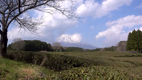 impresionantes paisajes en el monte fuji con campos de té verde