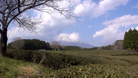 stunning scenery at mount fuji with green tea fields