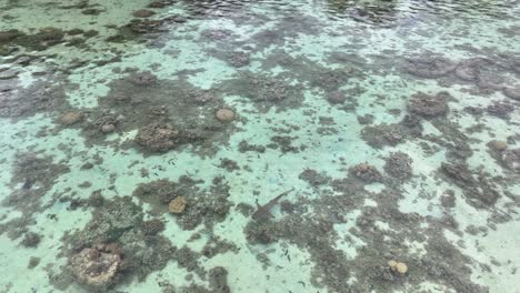 Top-View-Of-A-Shark-Swimming-Under-Clear-Waters-Of-Mo'orea-Islands-In-French-Polynesia