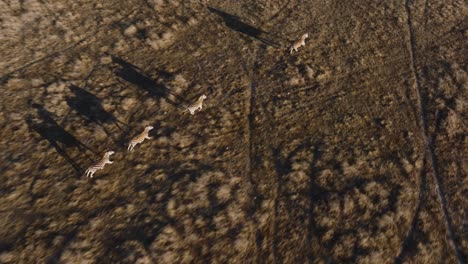seguimiento aéreo disparó a la familia de cebras salvajes corriendo en el desierto de áfrica. día soleado en el parque nacional de sudáfrica. disparo de arriba hacia abajo.