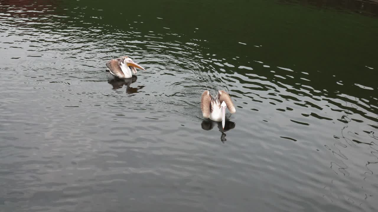 Two Pelicans Swimming in a Lake