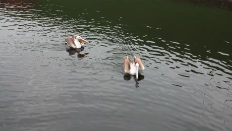 two pelicans swimming in a lake