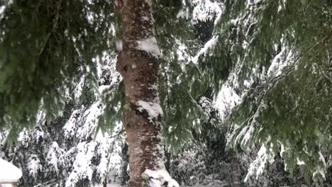 Die-Natur-In-Eine-Schneedecke-Gehüllt