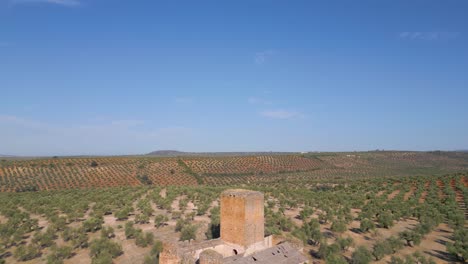 Vista-Aérea-De-Un-Castillo-Medieval-Que-Protege-Un-Olivar-En-Un-Día-Soleado