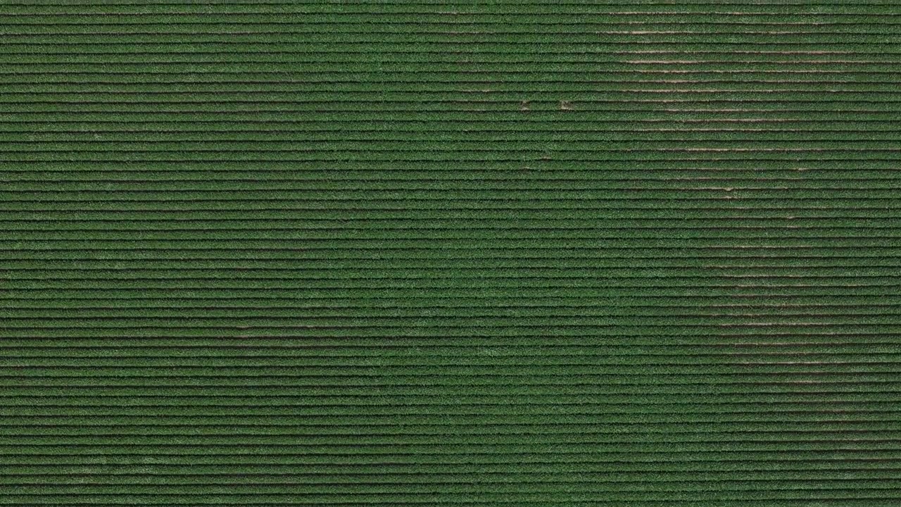 An aerial view captures the uniform rows of a lush green agricultural field, showcasing organized cultivation.