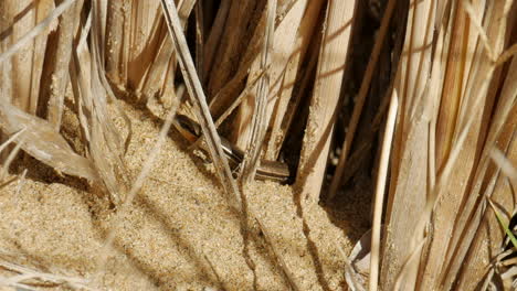 small lizard crawling on the sand