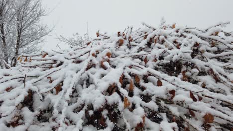 Primera-Nevada-Del-Invierno-Cayendo-Sobre-Los-árboles-En-Un-Jardín-En-Islandia