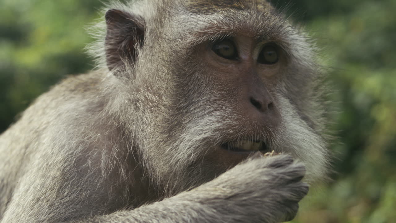 Monkey with baby in arms, slow motion in Indonesian jungle