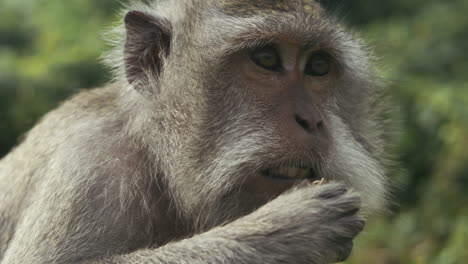 monkey with baby in arms, slow motion in indonesian jungle