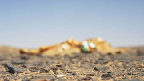 A-carcass-of-a-camel-in-the-Sahara-desert,-near-Merzouga,-Morocco