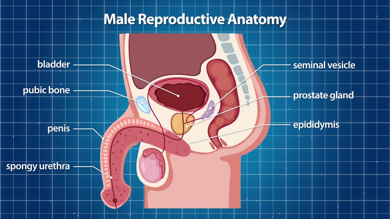 Illustrazione medica etichettata spiega l'anatomia riproduttiva maschile utilizzando un diagramma dettagliato a sezione trasversale.