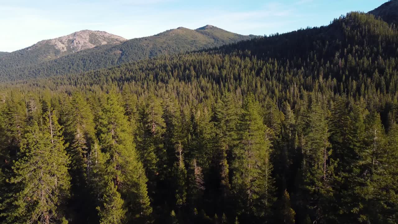 Aerial: Flying through trees in California forest