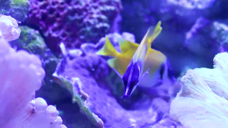 foxface swimming between anemones and rocks undersea