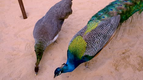 Hermosos-Y-Coloridos-Pavos-Reales-Comiendo-Maní-Del-Suelo