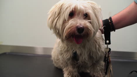 Small-dog-at-the-vet-waiting-for-treatment,-Maltese-breed