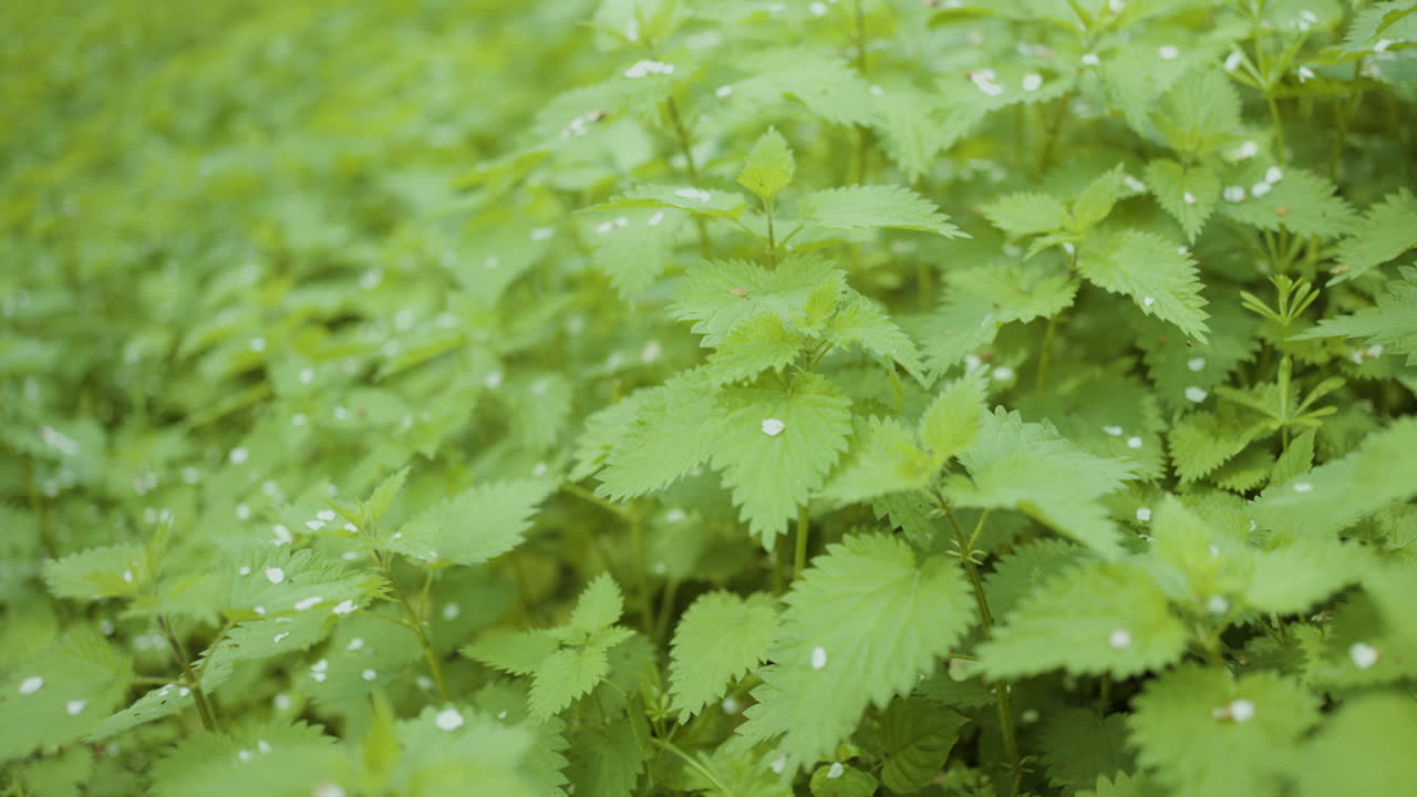Close-up of a field of nettles