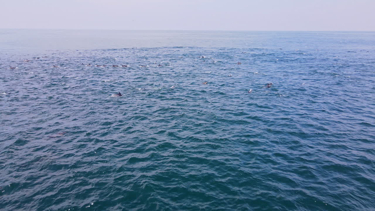 대서양의 푸른 바다 표면을 따라 헤엄치는 일반 돌고래의 큰 무리