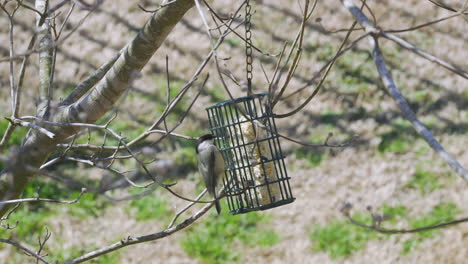 Carolina Chickadee at a suet bird-feeder during late-winter in South Carolina. Slow motion. Clip D