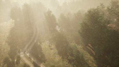 dirt-road-through-deciduous-forest-in-fog