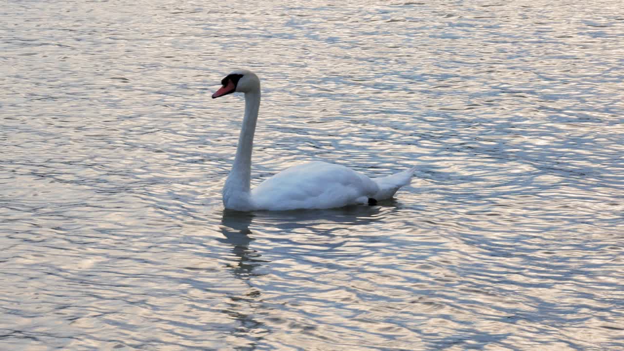un hermoso cisne blanco moviéndose con gracia sobre las olas de prądzonka en polonia