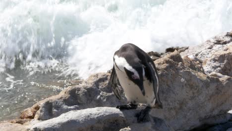 un pingüino africano a punto de entrar en el frío océano atlántico frente a sudáfrica